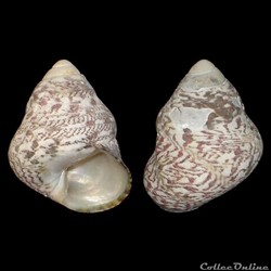 Trochidae - Phorcus articulatus (Lamarck, 1822)