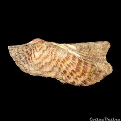 Arcidae - Arca zebra (Swainson, 1833)