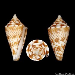 Conasprella nereis (Petuch, 1979)