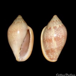 Marginellidae - Marginella glabella (Linné, 1758)