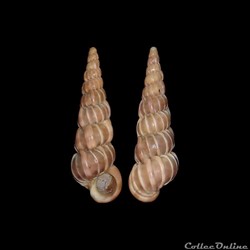 Epitoniidae - Epitonium turtonis (Turton, 1819)