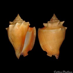 Strombidae - Strombus pugilis (Linné, 1758)