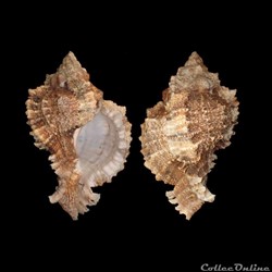 Muricidae - Phyllonotus pomum (Gmelin, 1791)