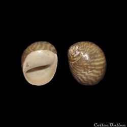 Neritidae - Theodoxus anatolicus (Récluz, 1841)