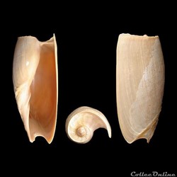 Volutidae - Cymbium cymbium (Linné, 1758)