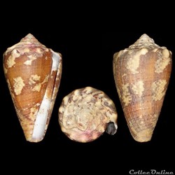 Conidae - Stephanoconus regius (Gmelin, 1791)