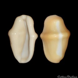 Ovulidae - Cyphoma gibbosum (Linné, 1758)