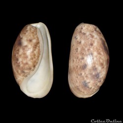 Bullidae - Bulla striata (Bruguière, 1792)