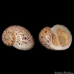 Naticidae - Natica multipunctata (Blainville, 1825)