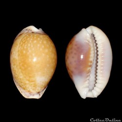 Cypraeidae - Naria acicularis (Gmelin, 1791)