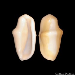 Ovulidae - Cyphoma gibbosum (Linné, 1758)