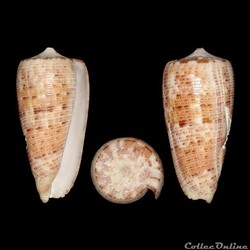 Phasmoconus (Nimboconus) nimbosus (Hwass in Bruguière, 1792)