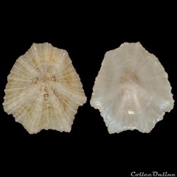 Patellidae - Patella caerulea (Linné, 1758)