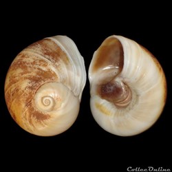 Naticidae - Neverita josephinia (Risso, 1826)
