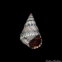 Littorinidae - Echinolittorina angustior (Mörch, 1876)