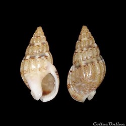 Nassariidae - Tritia cuvierii (Payraudeau, 1826)