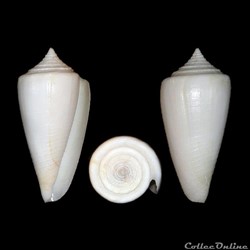Calibanus furvus f. nivalis (da Motta, 1985)