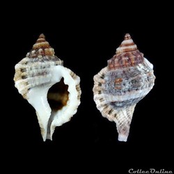 Cymatiidae - Gutturnium muricinum (Röding, 1798)