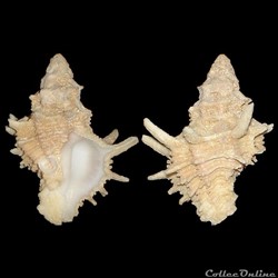 Coralliophilidae - Babelomurex bernardi (Nicolay, 1984)