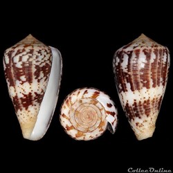 Conidae - Chelyconus ermineus inquinatus (Reeve, 1849)