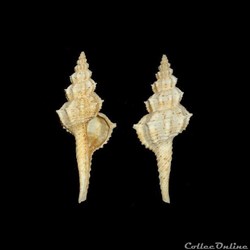 Fasciolariidae - Pseudofusus rostratus (Olivi, 1792)