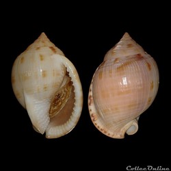 Cassidae - Semicassis granulata (Born, 1778)