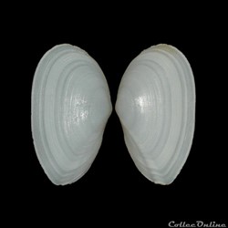 Tellinidae - Peronaea strigosa (Gmelin, 1791)