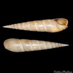 Terebridae - Impages cinerea (Born, 1778)