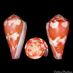 Rhizoconus pertusus pertusus (Hwass in Bruguière, 1792)