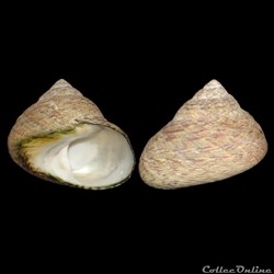 Trochidae - Phorcus lineatus (da Costa, 1778)