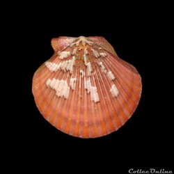 Pectinidae - Aequipecten flabellum (Gmelin, 1791)