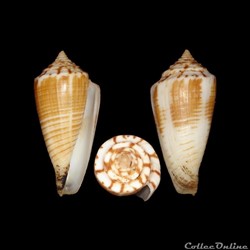 Phasmoconus (Phasmoconus) mucronatus (Reeve, 1843)