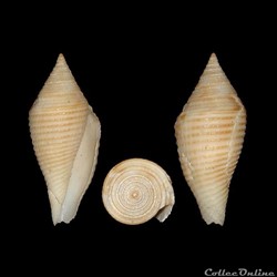 Pseudoconorbis coromandelicus (Smith, 1894)