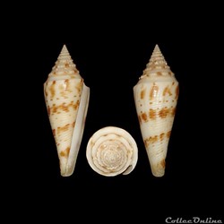 Fusiconus (Fusiconus) ichinoseanus (Kuroda, 1956)