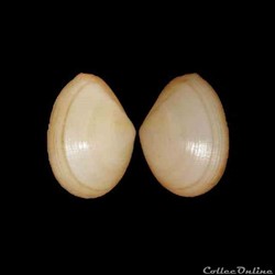 Tellinidae - Laciolina laevigata (Linné, 1758)