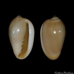 Marginellidae - Volvarina ampelusica (Monterosaro, 1906)