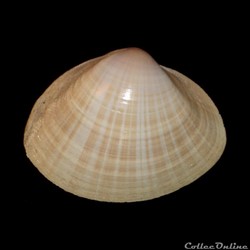 Mactridae - Mactra stultorum (Linné, 1758)