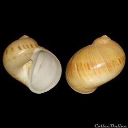 Naticidae - Natica monodi (Marche-Marchad, 1957)