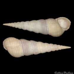 Turritellidae - Mesalia brevialis (Lamarck, 1822)
