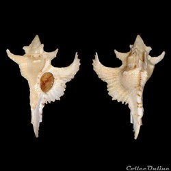 Muricidae - Purpurellus gambiensis (Reeve, 1845)