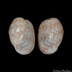 Aplustridae - Micromelo undatus (Bruguière, 1792)