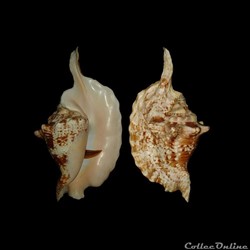 Strombidae - Lobatus gallus (Linné, 1758)