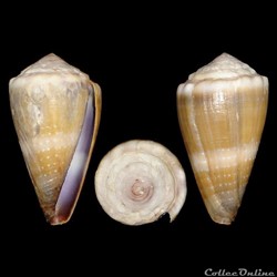 Lividoconus lividus (Hwass in Bruguière, 1792)
