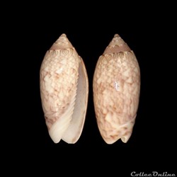 Olividae - Americoliva reticularis (Lamarck, 1811)