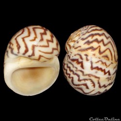 Naticidae - Natica fulminea (Gmelin, 1791)