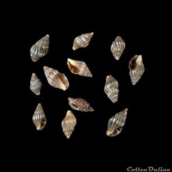 Muricidae - Muricopsis fusiformis (Gmelin, 1791)