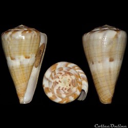 Rhizoconus namocanus f. badius (Kiener, 1846)