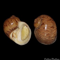 Naticidae - Natica rubromaculata (Smith, 1872)