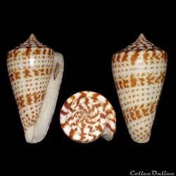 Phasmoconus (Phasmoconus) inscriptus (Reeve, 1843)