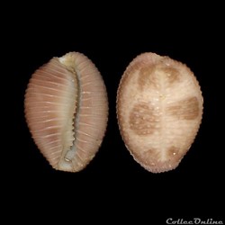 Triviidae - Pusula pediculus (Linné, 1758)